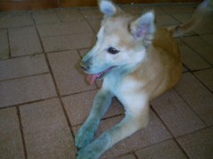 Fotos de perros